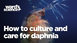 Caring and Culturing for Daphnia [upl. by Buerger123]