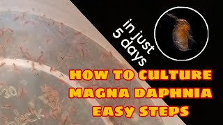 How to Culture Magna Daphnia Easily [upl. by Saied]