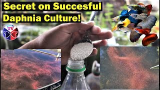 How to Culture Daphnia Successfully [upl. by Oznole185]