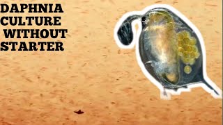 HOW TO CULTURE DAPHNIA NATURALLY WITHOUT A STARTER [upl. by Barclay965]