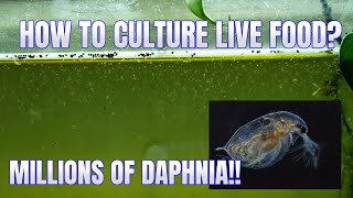 How to Culture Daphnia Secret Method to Breed MILLIONS  Simply Aquatic [upl. by Citarella]