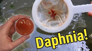 How I Culture Daphnia In Outdoor Tubs [upl. by Petra911]