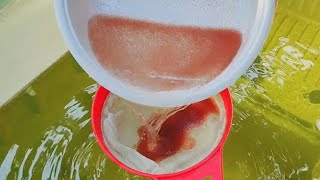 How to culture daphnia  Daphnia culture  How to grow daphnia outdoor [upl. by Arihs]