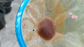 How to culture daphnia moina in a small container Part 1 English Subtitle [upl. by Acilegna752]