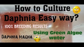 Daphnia MagnaHow to Culture Daphnia Easy wayCulturing Daphnia using Green water Daphnia [upl. by Odraude867]