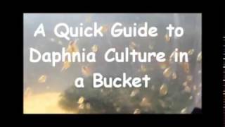 How to culture daphnia outside [upl. by Tebzil]