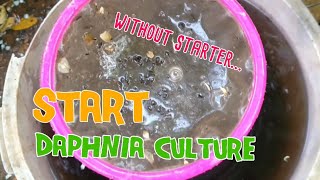 How to culture daphnia moina the easy way 1  Starting the Daphnia culture [upl. by Llirrem]