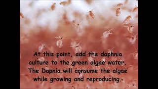 Daphnia  How to grow daphnia in your home [upl. by Anniroc]