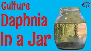 How to Culture Daphnia in a Jar [upl. by Celestyn919]