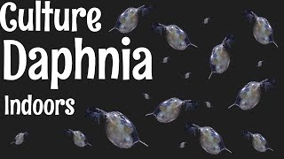 How to Culture Daphnia [upl. by Nefen]