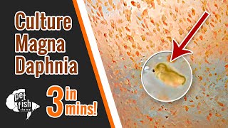 How to culture DAPHNIA MAGNA  The easy way [upl. by Ecinerev747]