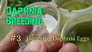 Daphnia Culture made simple and easy 3  Hatching Daphnia eggs [upl. by Leruj]