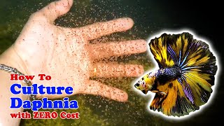 How to Culture Daphnia with ZERO Cost  Unlimited Live Food For Our Fish [upl. by Aneerahs]