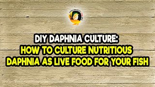 DIY Daphnia Culture How to Culture Nutritious Daphnia as Live Food for Your Fish [upl. by Conant]