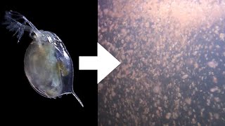 How I Culture Daphnia [upl. by Nennerb]