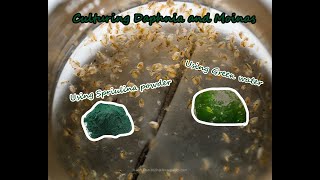 How To Culture Daphnia and Moinas using Green Water Spirulina powder [upl. by Caiaphas]