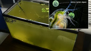 Raising Daphnia for the Freshwater Aquarium [upl. by Vernor]