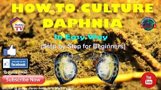 HOW TO CULTURE DAPHNIA In Easy Way [upl. by Harol]